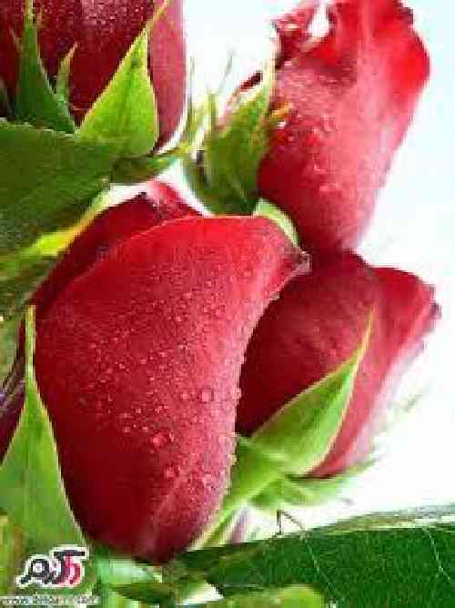 دانلود آهنگ مرد دهقان سرکار و کار او سامان گرفت یار مبارک بادا ستار کرامت‌الله